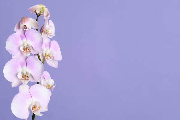 Beautiful Pink Orchid Flowers Violet Background — Stockfoto
