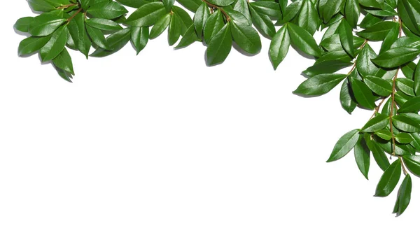 Рамка Зеленых Листьев Белом — стоковое фото