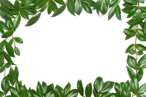 Frame of green leaves on white