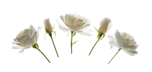 美しい白いバラのアレンジメント — ストック写真