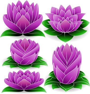 Lotus çiçeği seti