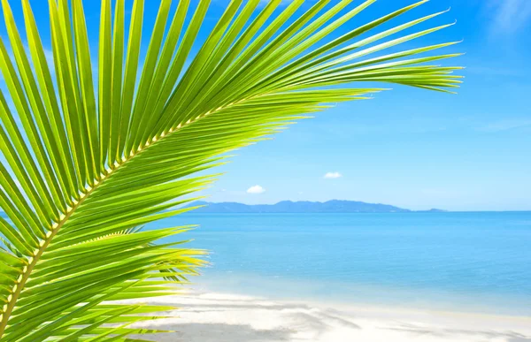 Tropisch strand met een palmboom en zand — Stockfoto