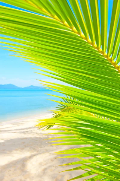 Wunderschöner tropischer Strand mit Palmen und Sand — Stockfoto