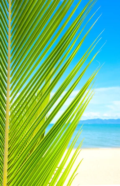 Belle plage tropicale avec palmier et sable — Photo