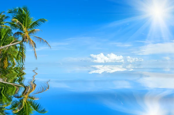 Відбиття пальми і сонця у воді — стокове фото