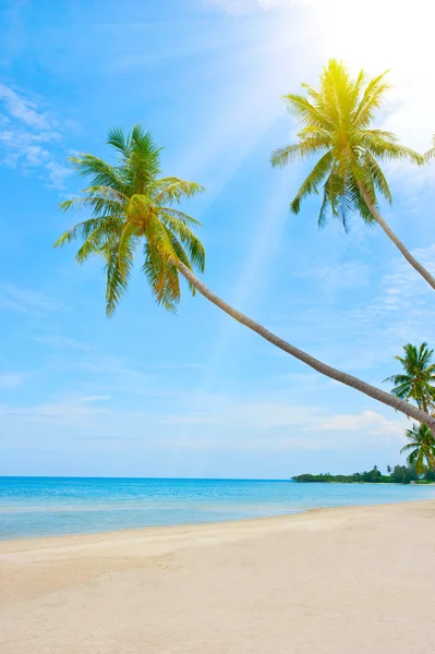 Palmen und Strand — Stockfoto