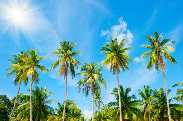 Palme da cocco prospettiva vista — Foto Stock