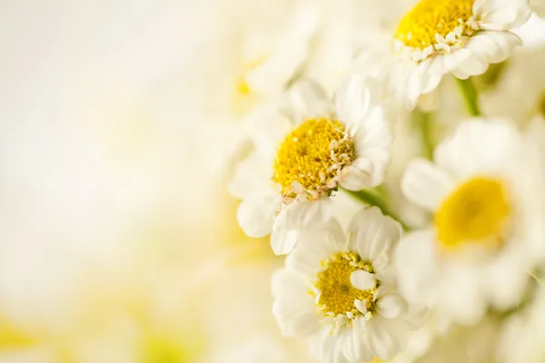 Beautiful daisies background — Stock Photo, Image