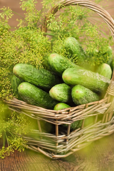 Skörda gurkor i en korg — Stockfoto