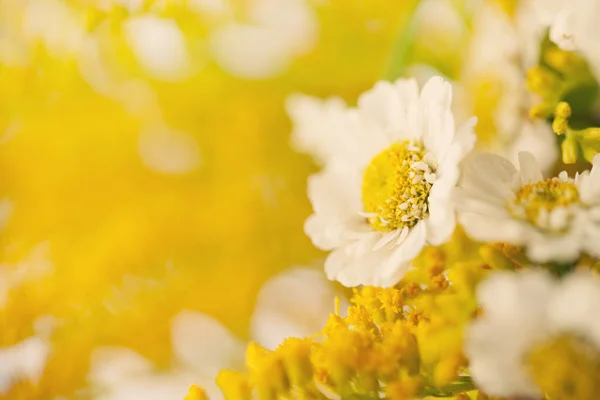 美丽洋甘菊背景 — 图库照片