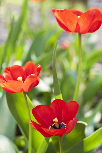 Röda tulpaner — Stockfoto