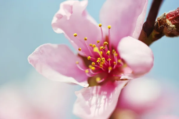 Pink blossoms — Stock Photo, Image