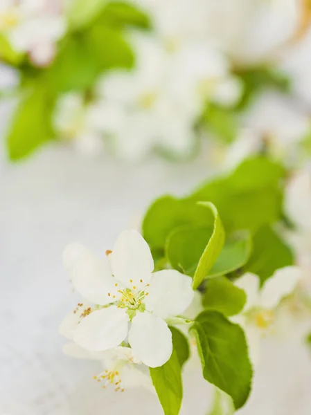 Apfelblüte — Stockfoto