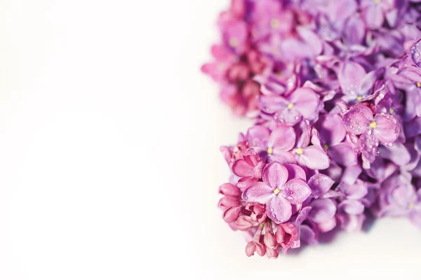 Lilac blossom — Stock Photo, Image