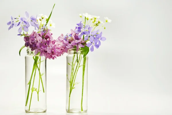 Beautiful spring flowers — Stock Photo, Image