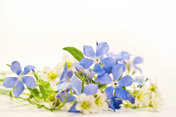 Flores de primavera — Fotografia de Stock