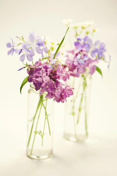 Vackra vårblommor — Stockfoto