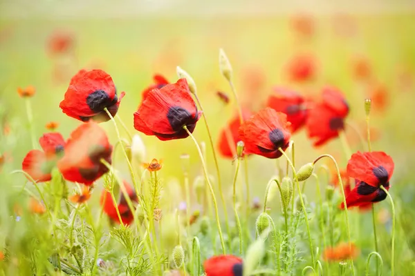 Campo di papavero — Foto Stock