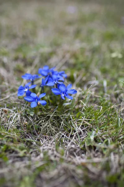 Lente gentiaan — Stockfoto