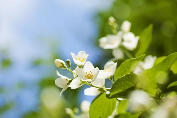 Jasmijnbloemen — Stockfoto