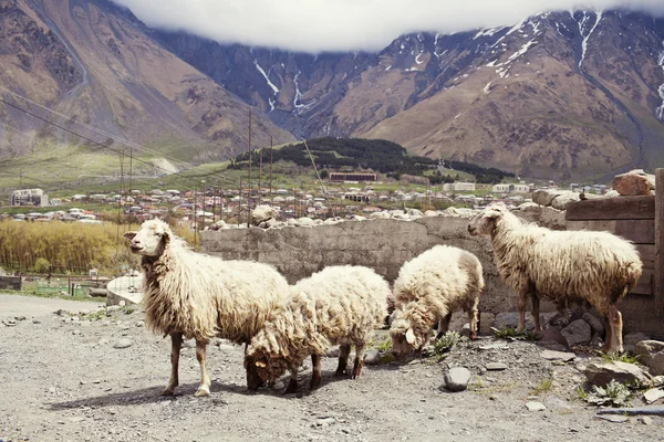 Schapen in het dorp — Stockfoto