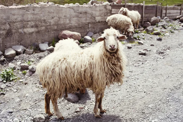 Pecore nel villaggio — Foto Stock