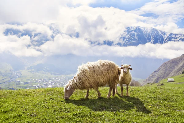 Moutons dans les montagnes — Photo