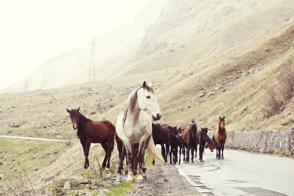 Cavalos em uma estrada — Fotografia de Stock