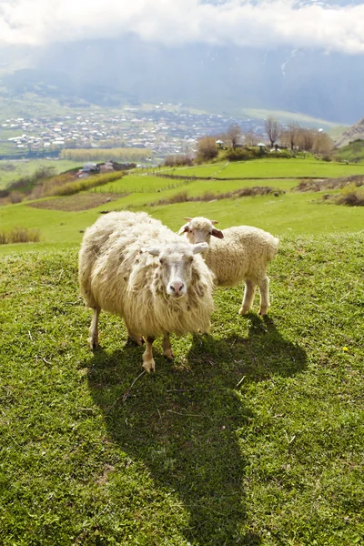 Ovejas en las montañas — Foto de Stock