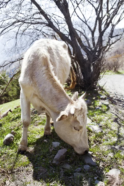 White cow — Stock Photo, Image