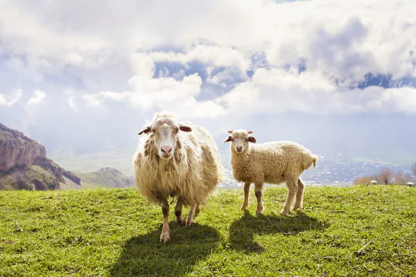 Moutons dans les montagnes — Photo