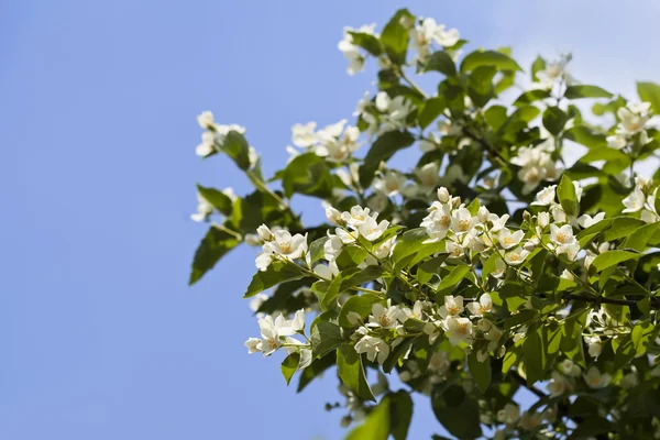 Jasminblüten — Stockfoto