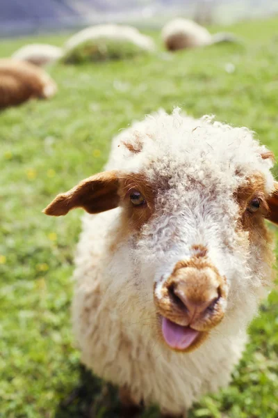 Funny sheep sticking out tongue — Stock Photo, Image