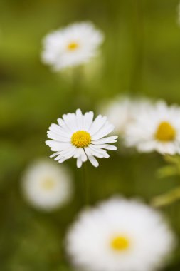 ? hamomile çiçek