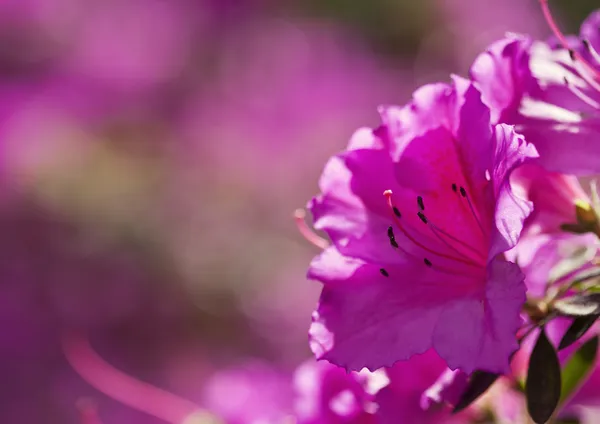 Azalea flowers — Stock Photo, Image