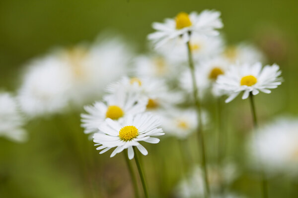 Сhamomile flowers