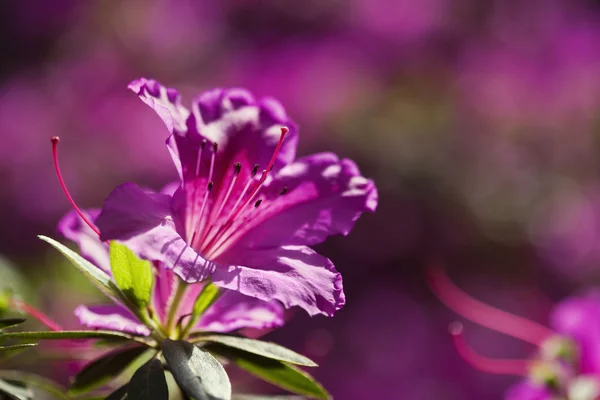 Kwiat azalii — Zdjęcie stockowe