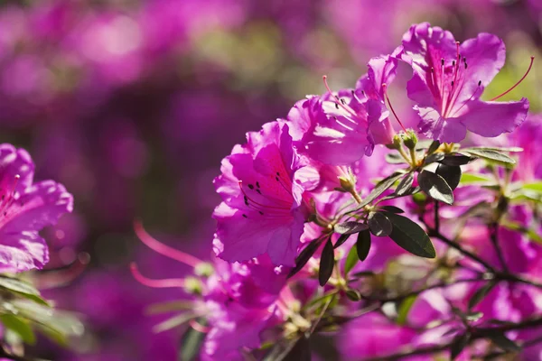 Azalea flores — Foto de Stock