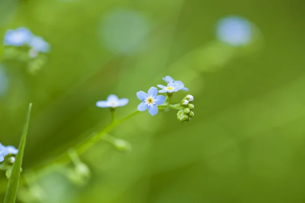 Vergissmeinnicht-Blumen — Stockfoto