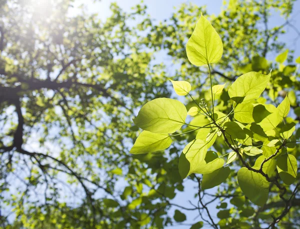 Hojas verdes — Foto de Stock