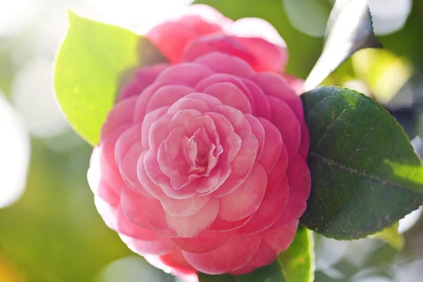 Japanska camellia — Stockfoto