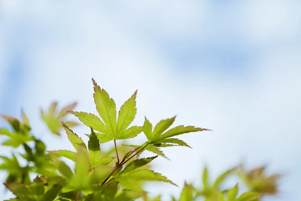 Japanse esdoorn — Stockfoto