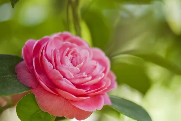 Japanese camellia — Stock Photo, Image