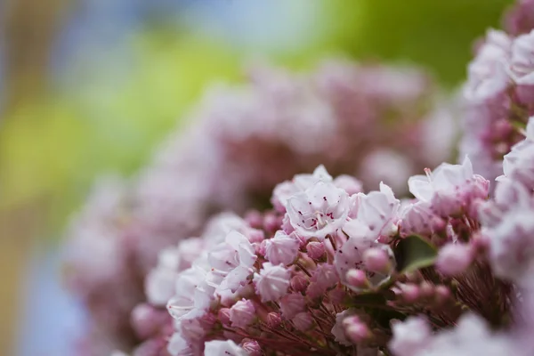 Rosa Blüten — Stockfoto