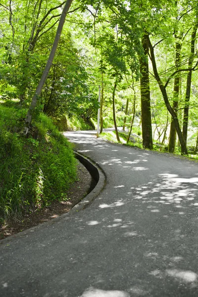 Parktaki yol