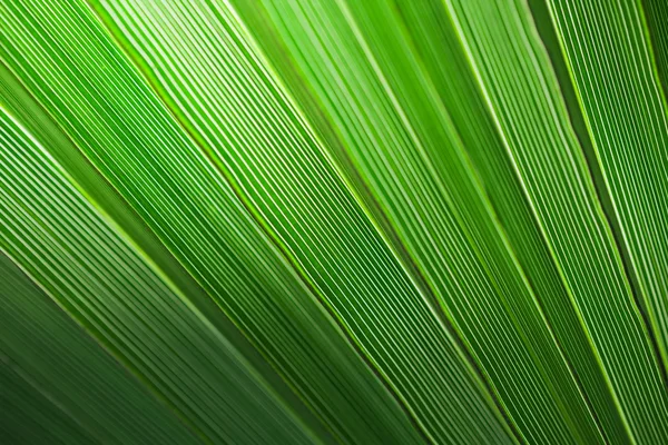 Palm blad achtergrond — Stockfoto