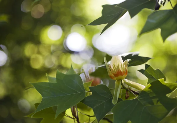 Tulip tree — Stockfoto