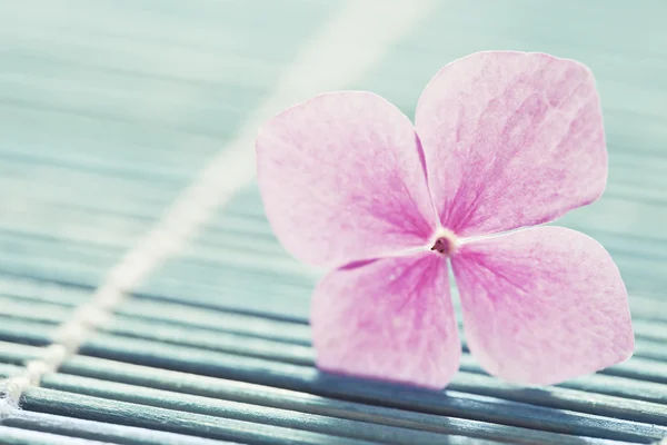 Pink flower — Stock Photo, Image