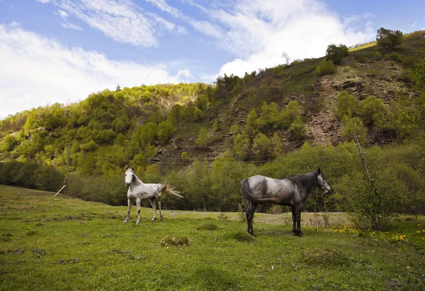 Cavalos nas montanhas — Fotografia de Stock