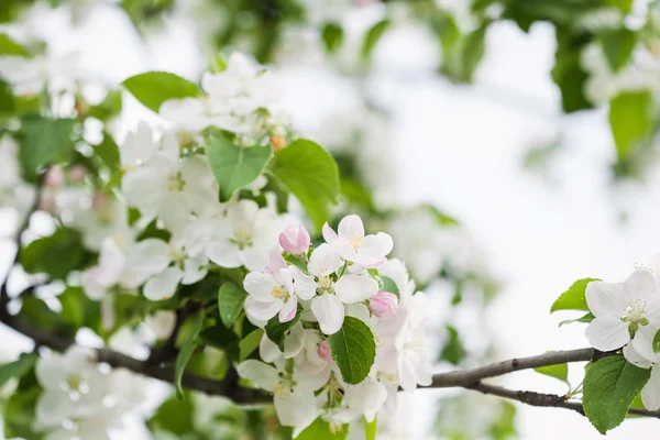 Flores de maçã — Fotografia de Stock